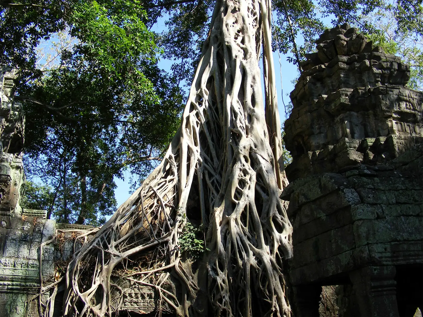 Arbres géants du temple Ta Prohm - Angkor