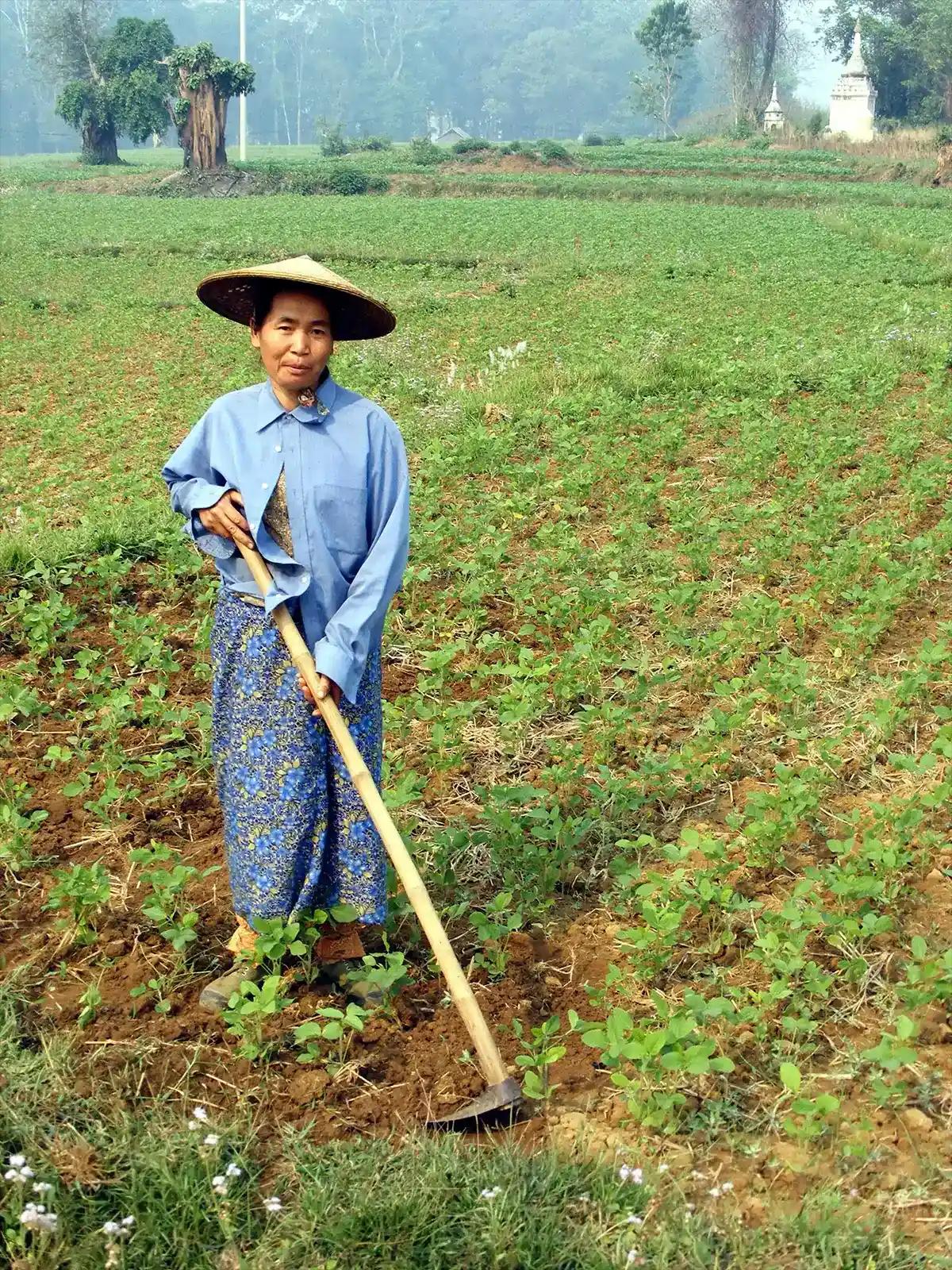 Birmane travaillant les champs aux environs de Kyaukme - Birmanie (Myanmar)