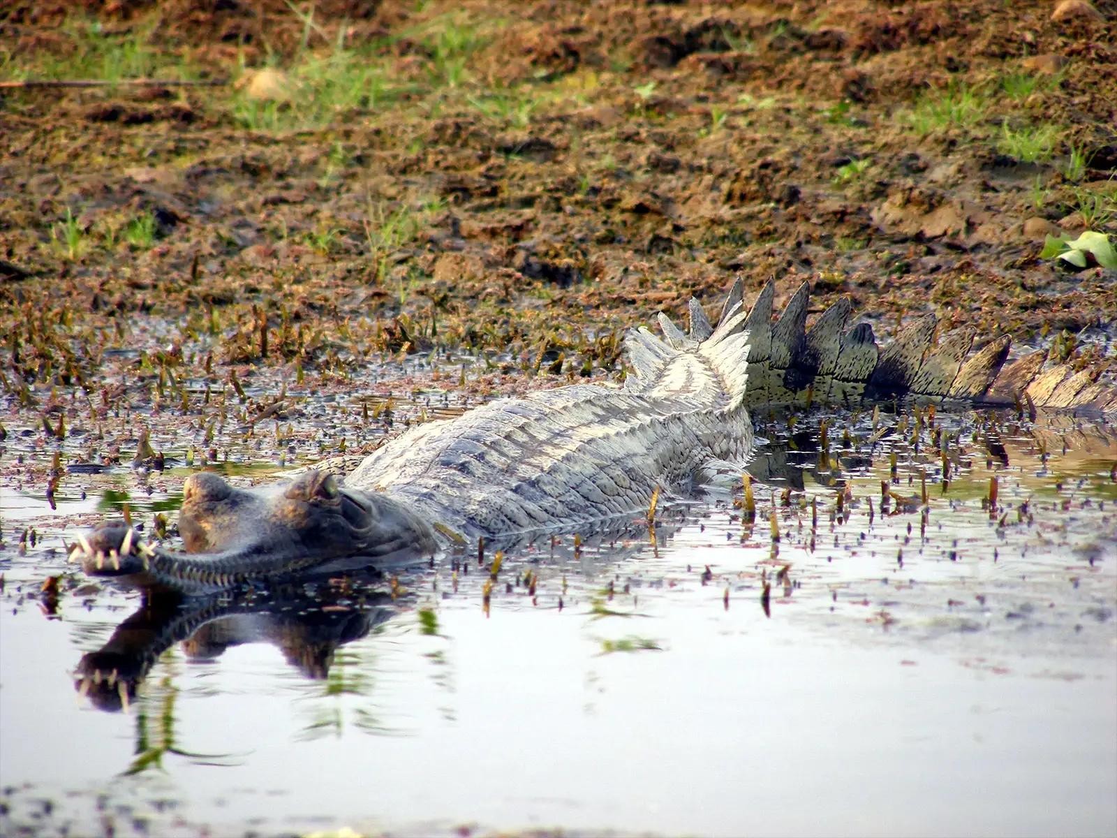 Crocodile sauvage dans le parc de Chitwan - Népal