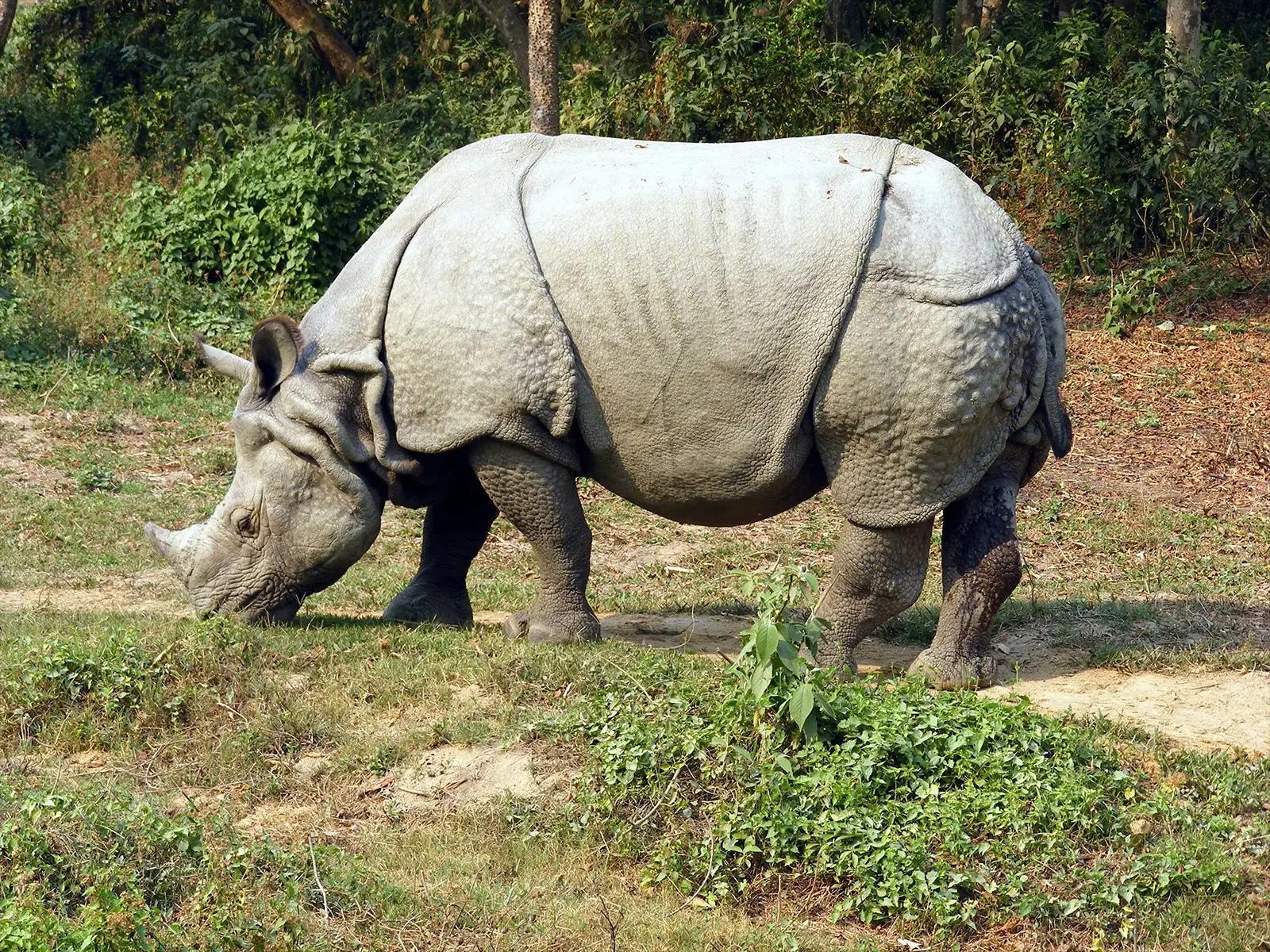 Rhinocéros sauvage dans le parc de Chitwan - Népal